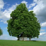 Kapliczka Bartłomieja Fortuny